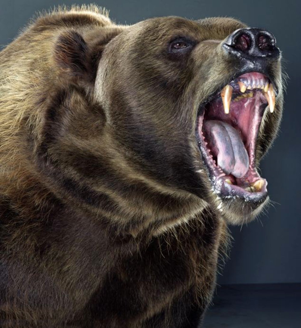 Разъяренный перенос. Медведь Гризли злой. Грозный медведь Гризли. Медведь Гризли рычит сбоку. Медведь Гризли злой бешеный.