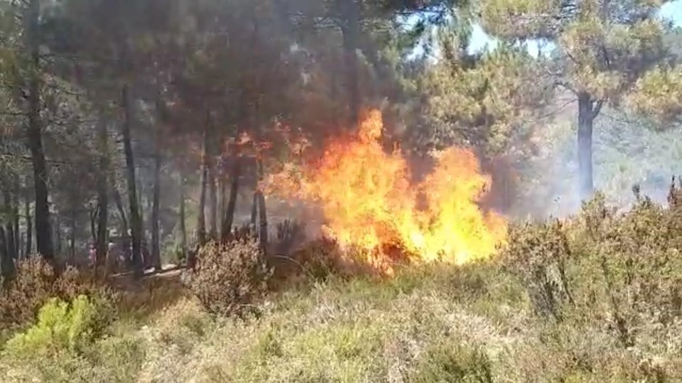 Sultanbeyli'de orman yangını - 1