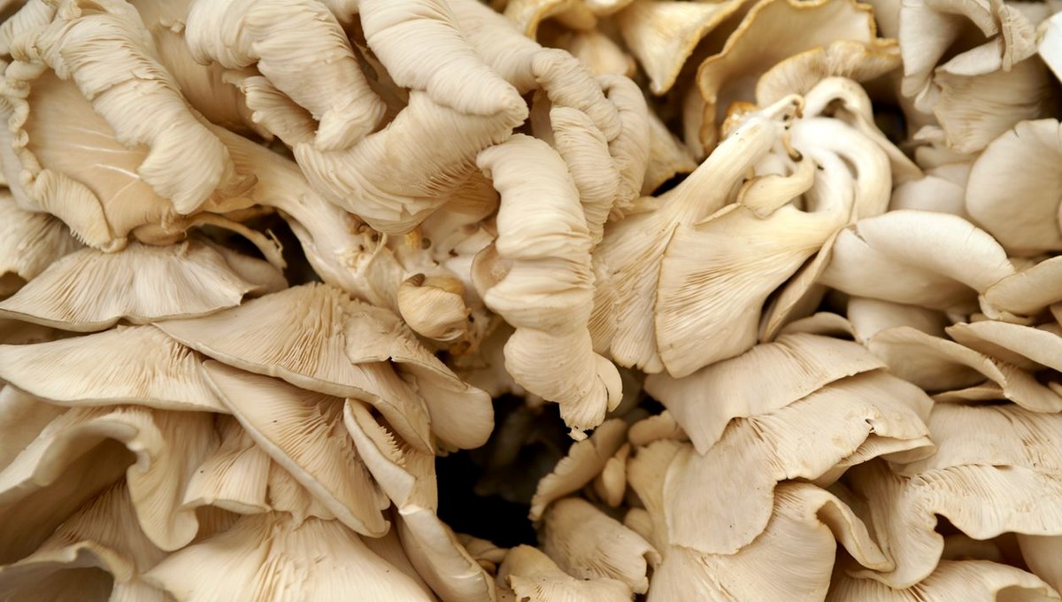 Etten daha fazla protein içeriyor: Vücudu demire doyuran tek besin Etten daha fazla protein içeriyor: Vücudu demire doyuran tek besin