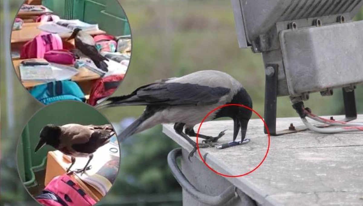 Sınıflara giren karga, öğrencilerin kalemlerini alıyor