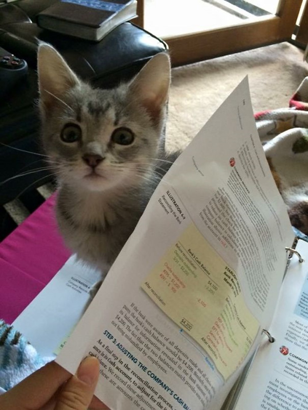 kediler ne ister magazin haberleri ntv