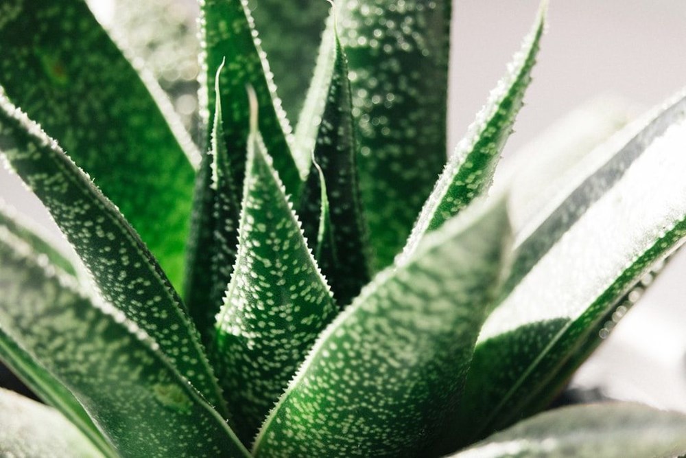 Aloe Vera (tıbbi sarısabır) nedir? Aloe Vera bitkisine nasıl bakılır? Faydaları nelerdir? - 6