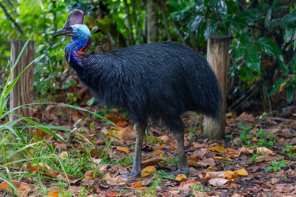 Dünyanın en tehlikeli kuşu: Tavuktan eski, dinozordan vahşi - 5