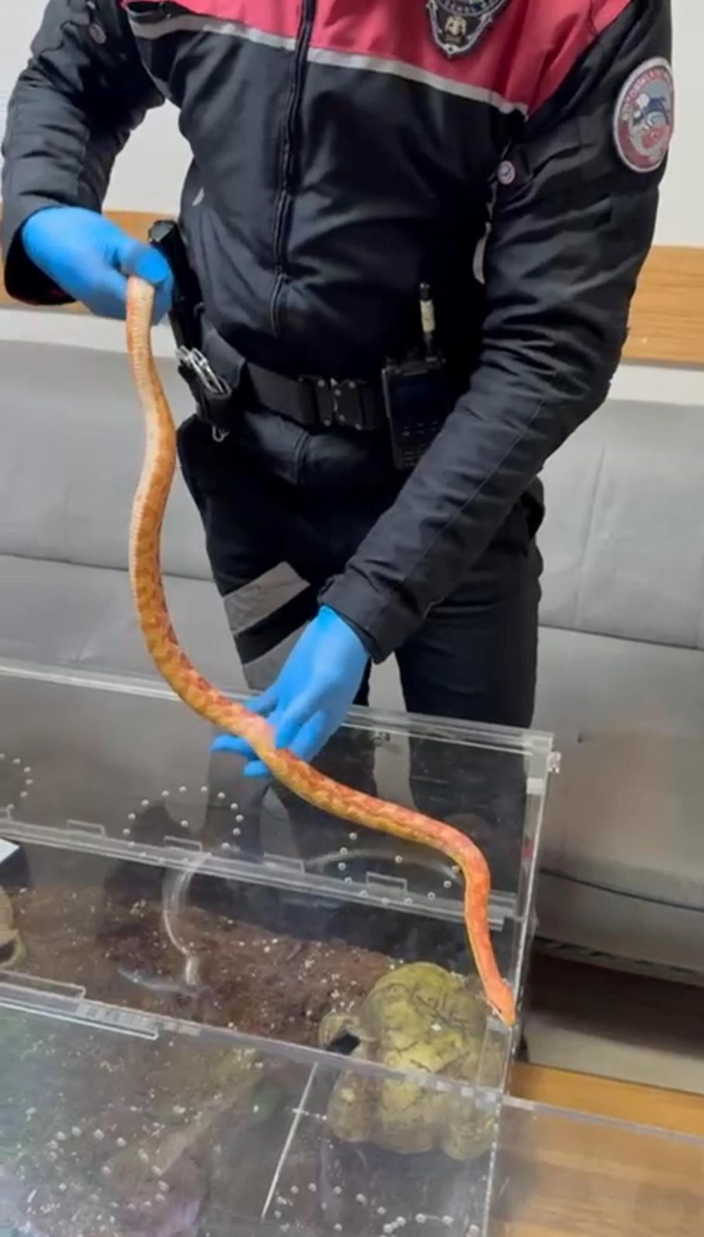 Devriye takımları neye uğradığını şaşırdı: Aracın art koltuğundan zehirli yılanlar çıktı 76 YLquNHZlHE ZlW3jLJ6D Q