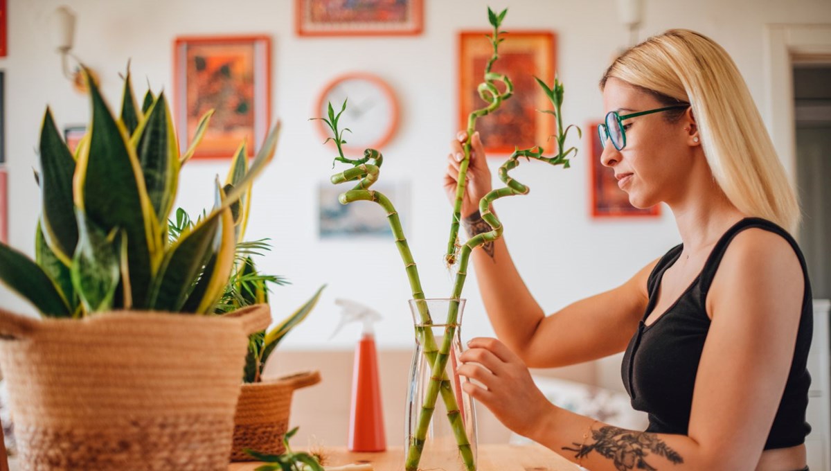 Evinizde mutlaka bulundurun: Şans getirdiğine inanılan bitkiler