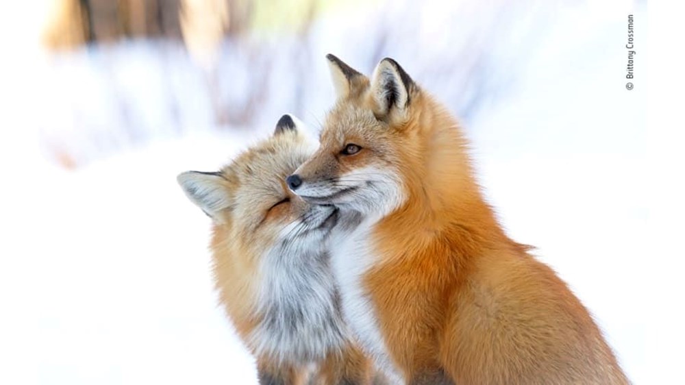 Yılın Vahşi Yaşam Fotoğrafı finalistleri belli oldu (Wildlife Photographer of the Year) - 4