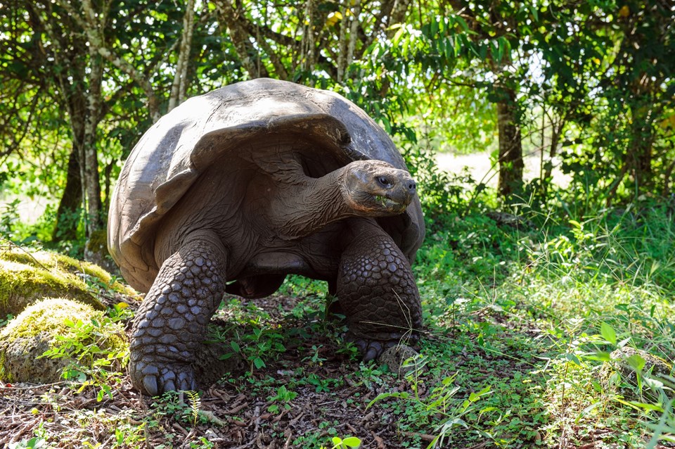 Dev Galapagos kaplumbağası Diego, üreme programından 'emekli' edildi (Türünü kurtardı) - 1