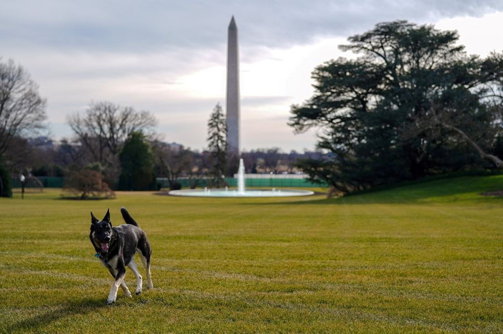 Beyaz Saray'da Biden'ın köpekleri krize neden oldu - 3