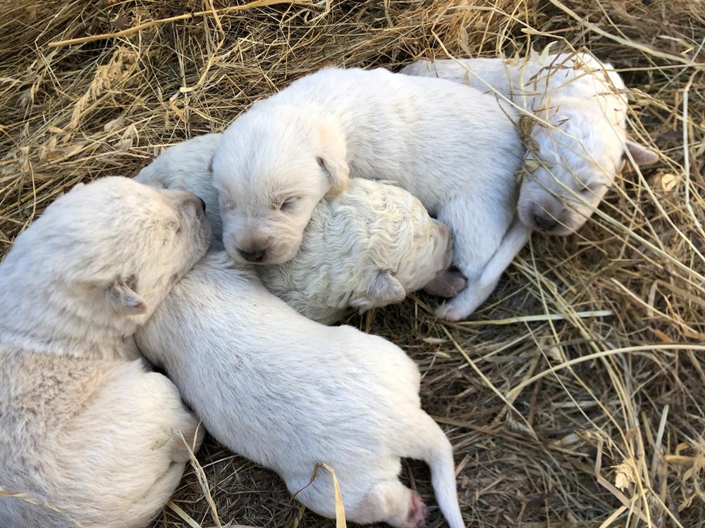 İtalya'da yeşil tüylü bir köpek dünyaya geldi - 5