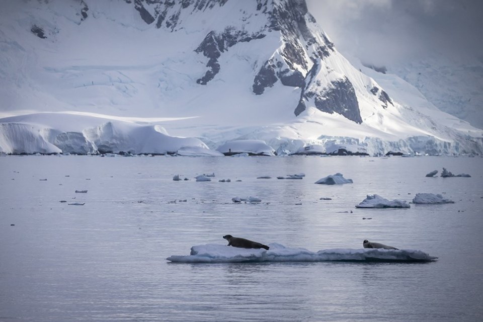 Bilim ve barış kıtası Antarktika'da 'araştırma' yarışı - 2