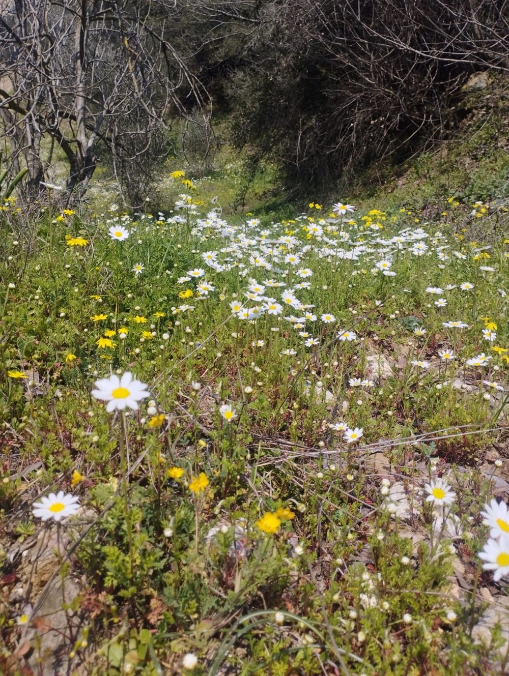 "Acı Ot"tan Sofraya: Kedirgenin Gizli Lezzeti ve İki Sürpriz Tarif 74 YQOpewr7t06ANLPzgEVqTg