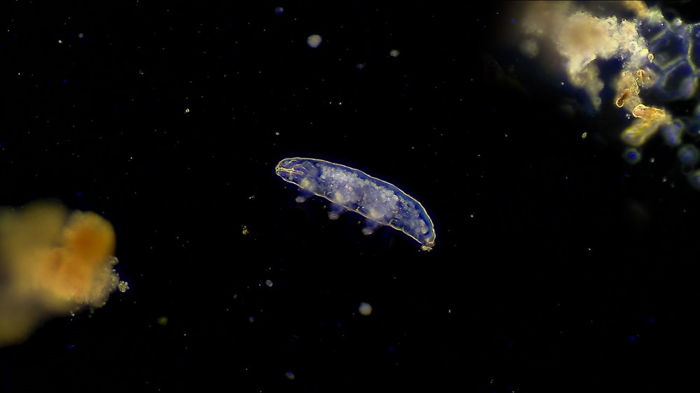 SpaceX ve NASA'nın yavru mürekkep balıkları taşıyan roketi fırlatıldı: İnsanlara çok benzeyen bağışıklık sistemleri var - 7