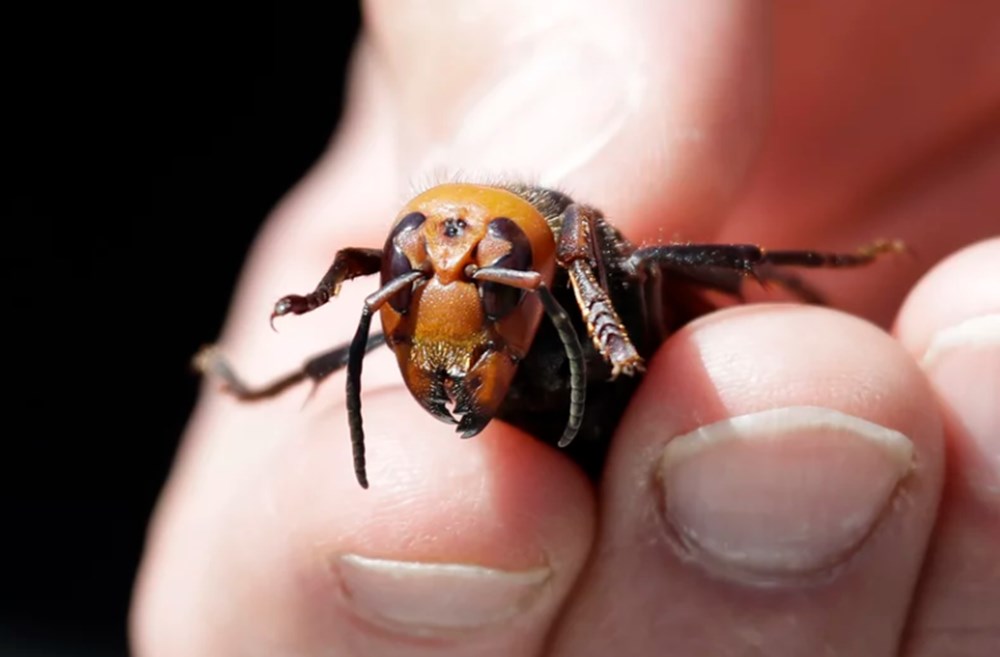 ABD'de "katil eşek arısı" endişesi sürüyor: Uzun ve zehirli bir iğneye sahip - 9