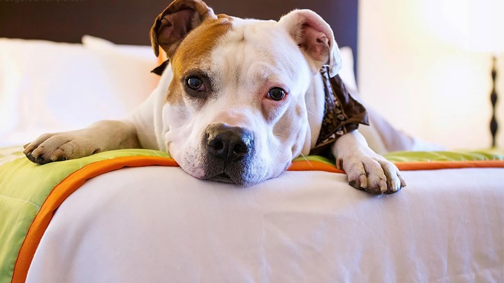 Dünyanın en fotojenik köpekleri NTV