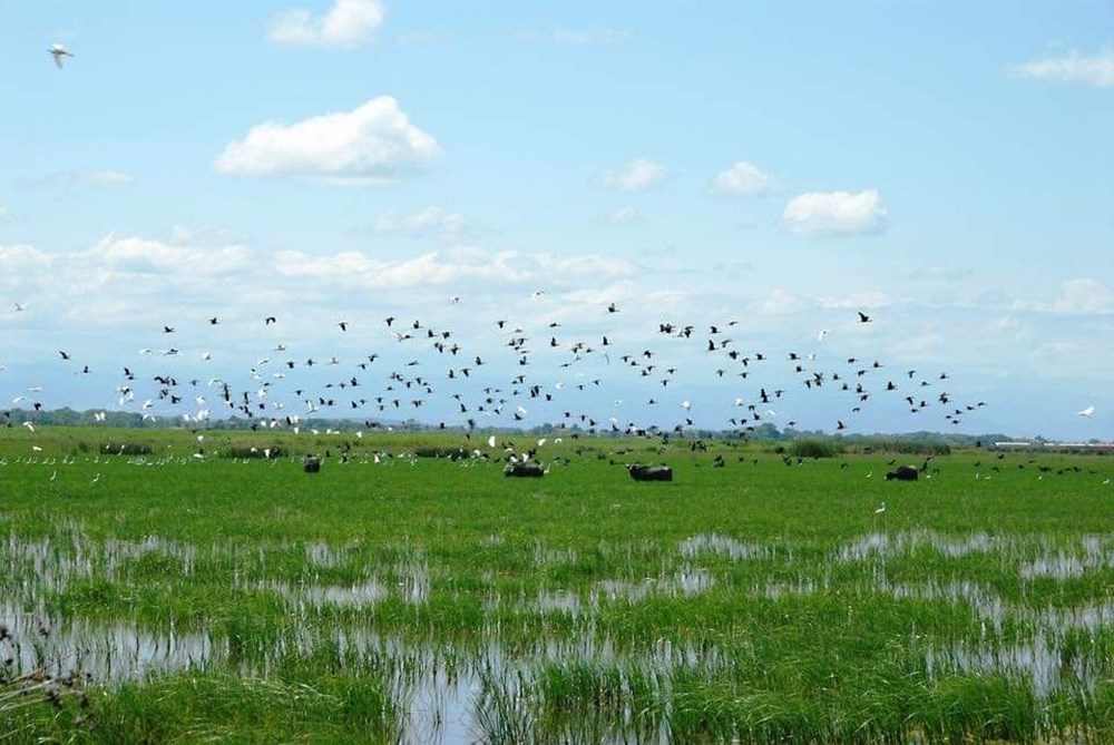 Kızılırmak Deltası Kuş Cenneti ilkbaharda bir başka güzel | NTV