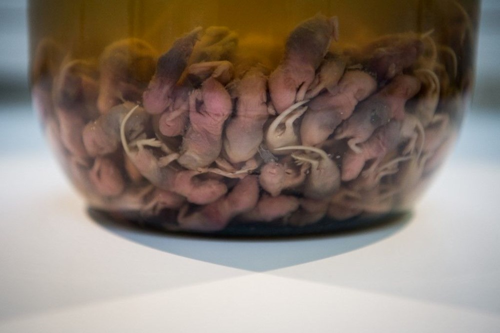 Dünyanın en 'iğrenç' yemekleri bu müzede - 8