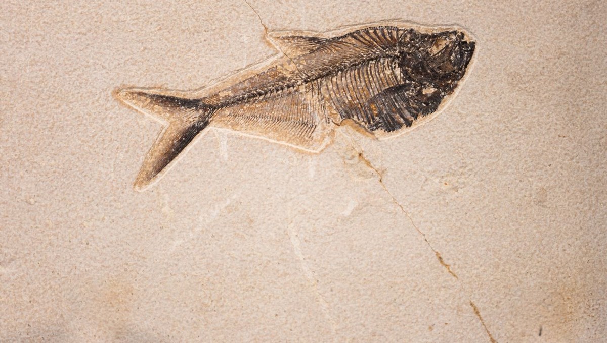 İngiltere'de vahşi görünümlü balık fosili bulundu