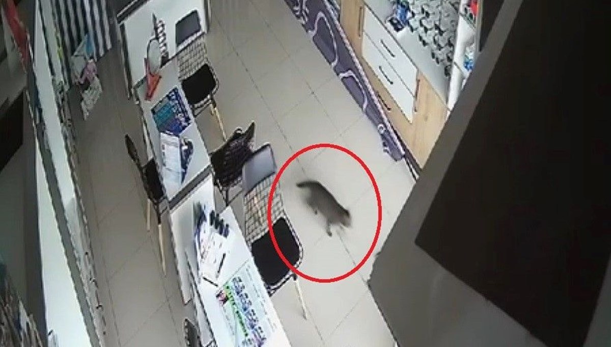 Bursa'da kırılan tavandan aşağı kedi düştü