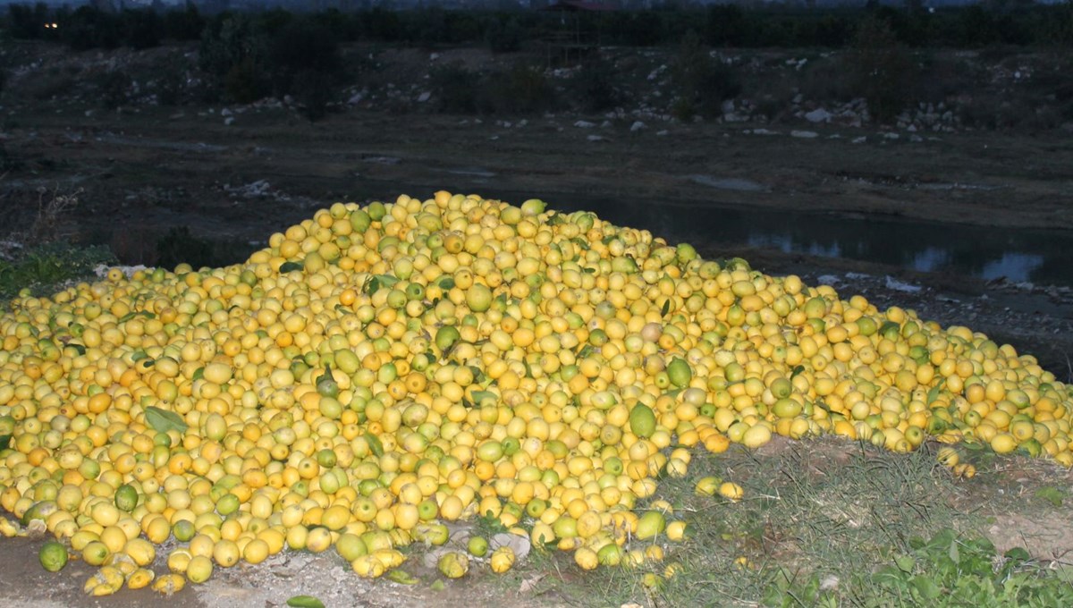 Tonlarca limon dere yatağına döküldü Tonlarca limon dere yatağına döküldü