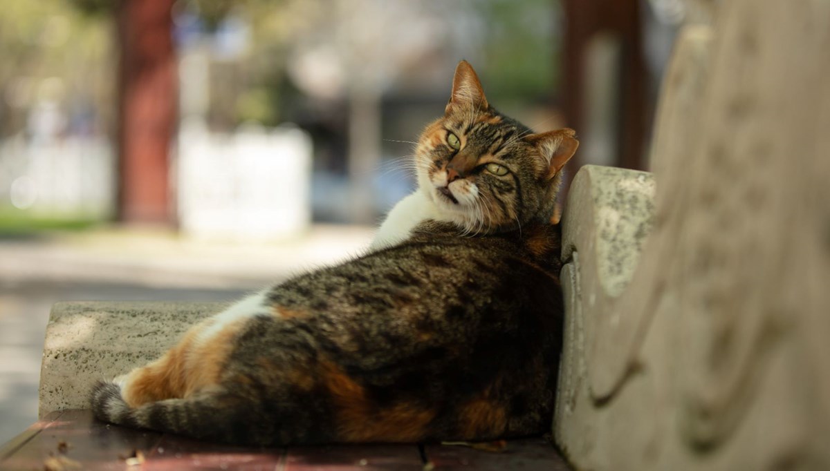 Rüyada kedi görmek ne anlama gelir? Rüyada konuşan kedi görmek ne anlama gelir?