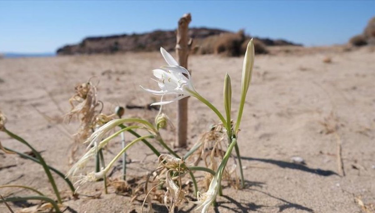 Ayvalık'ta koruma altındaki 'kum zambakları' çiçek açtı