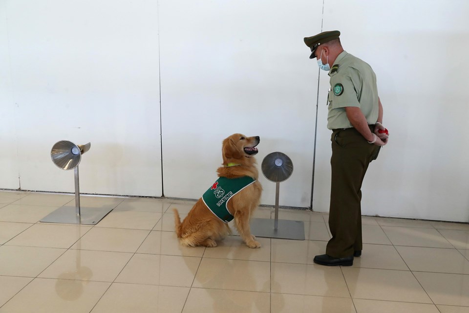 Şili’deki havalimanında Covid-19’a karşı mücadelede köpekler işbaşında - 2