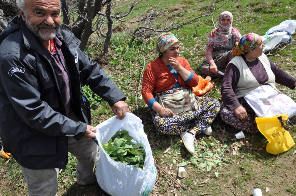 Toplamak için 5 saat yol yürüyorlar: Kilosu 250 lira, yüzlerce ailenin geçim kaynağı 75 YZ3SbzgBTEWkJfBetp7Xgg