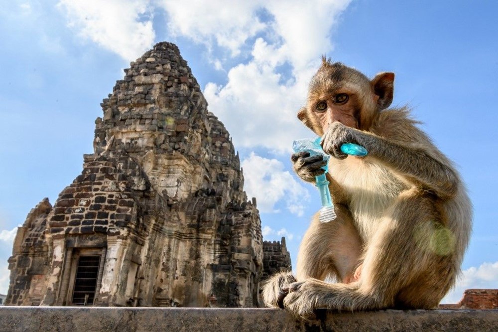 Tayland'ın Lopburi kentinin hakimi maymunlar - 4