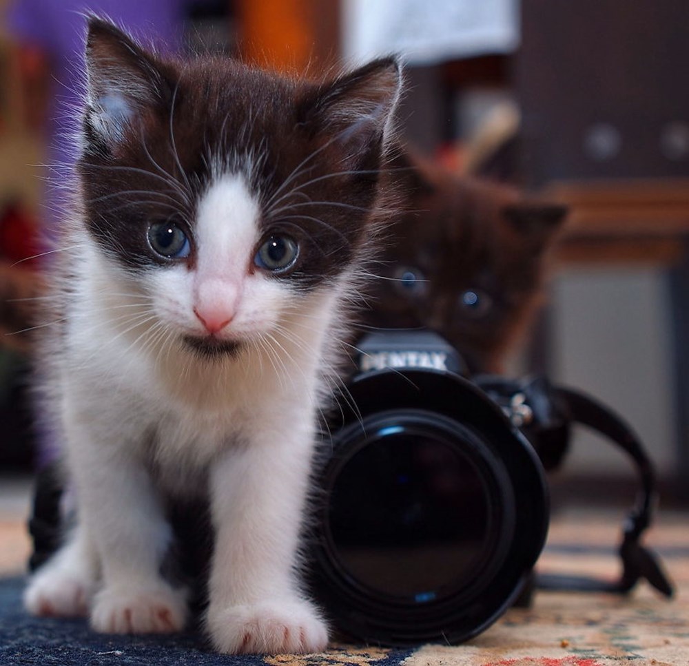 Cats webcam. Кошка с камерой. Прирожденный фотограф. Увлеченные животные. Алиса, пожалуйста, покажи фотоаппарата зверюшки..