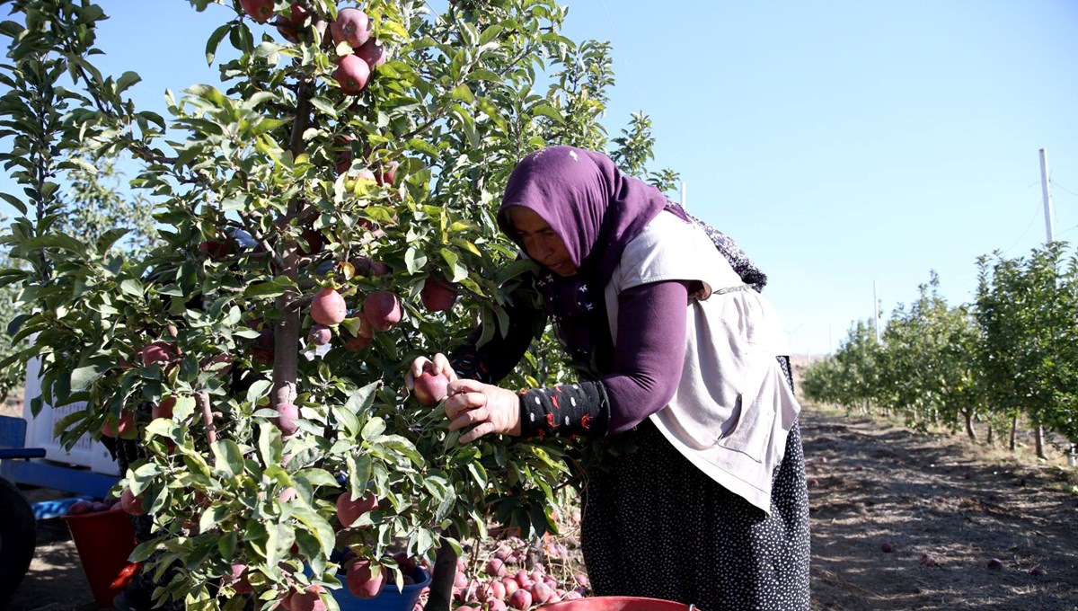 25 ülkeye ihraç ediliyor: Kayseri'den dünyaya yayılan lezzet