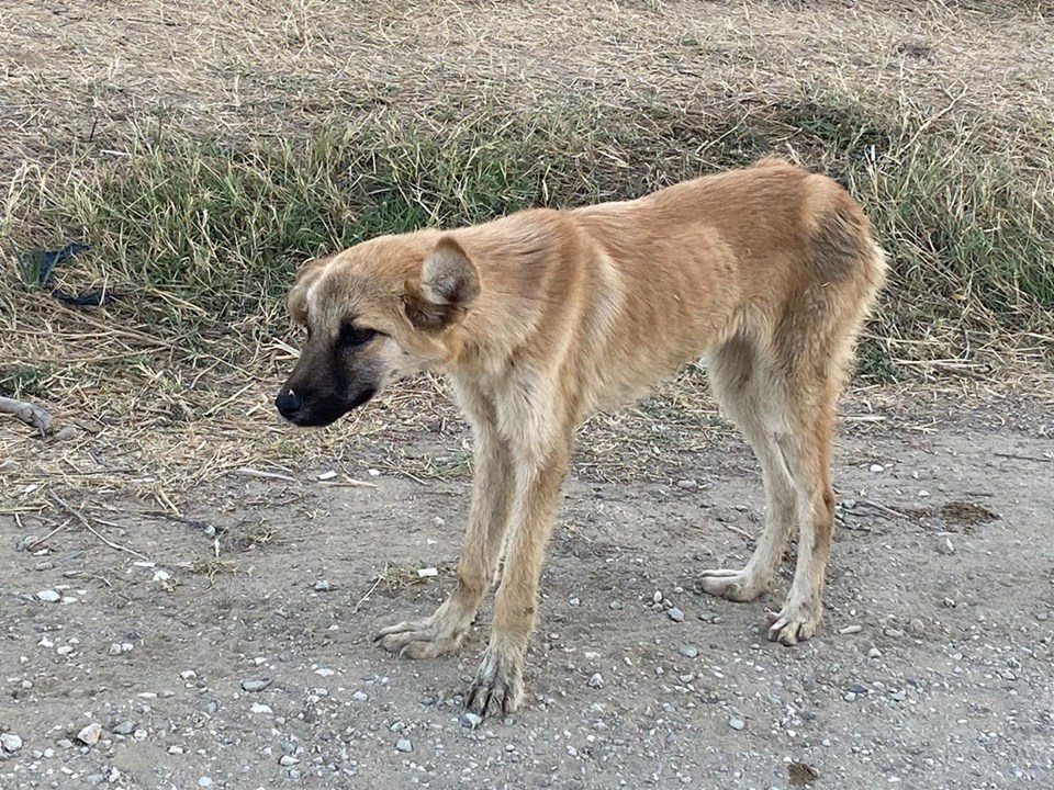 Discussion sur « Les chiens de rue marqués à Havrita seront tués » : Procédure de clôture de Havrita - 4 mai