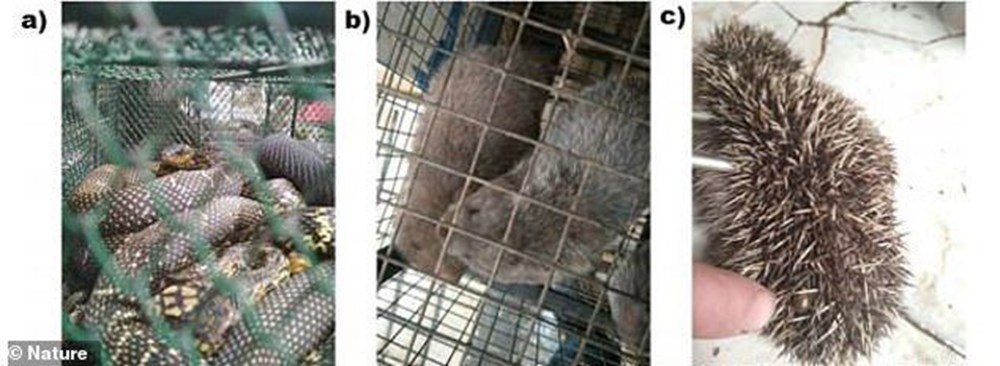 1 yıldır yayımlanmayan araştırma: Wuhan'da Covid-19 taşıdığı bilinen hayvanlar yıllarca satıldı - 10