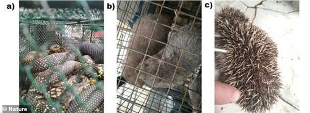 Research unpublished for 1 year: Animals known to carry Covid-19 in Wuhan have been sold for years - 10