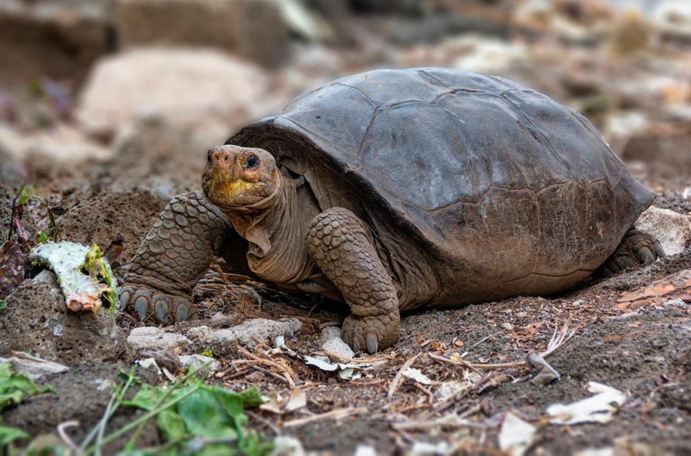 100 yıl önce soyu tükendiği düşünülen dev kaplumbağa Galapagos Adaları’nda bulundu - 1