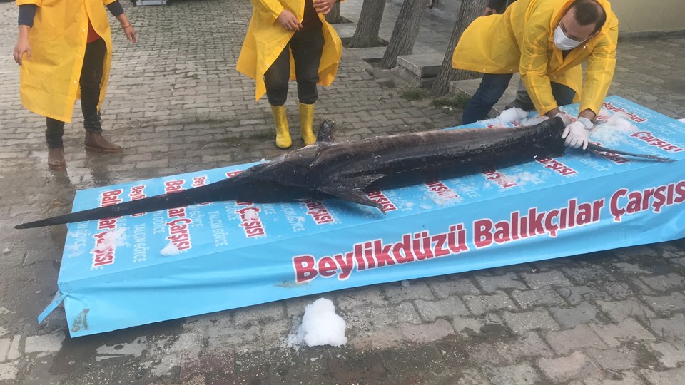 Marmara'da 3 metrelik kılıç balığı - 1