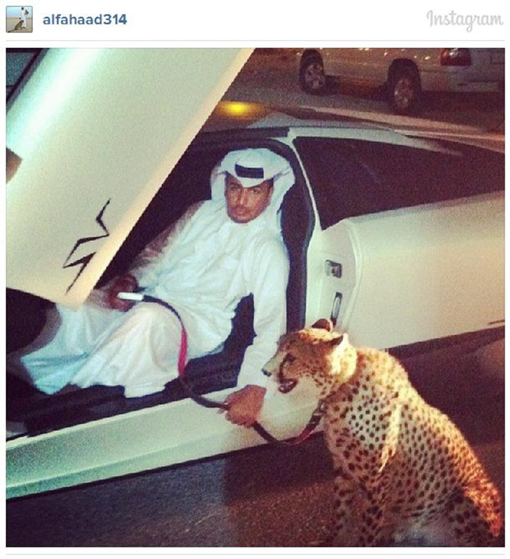 Арабский Шейх леопард