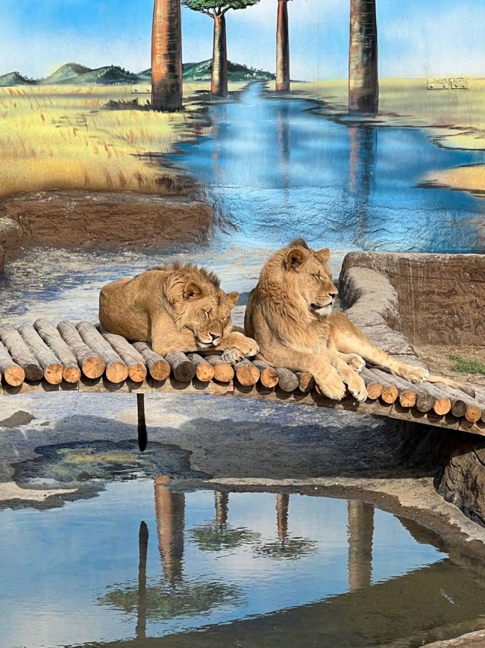 Manavgat'ta firari aslan aranıyor: Bir kişiyi ağır yaraladı - 7