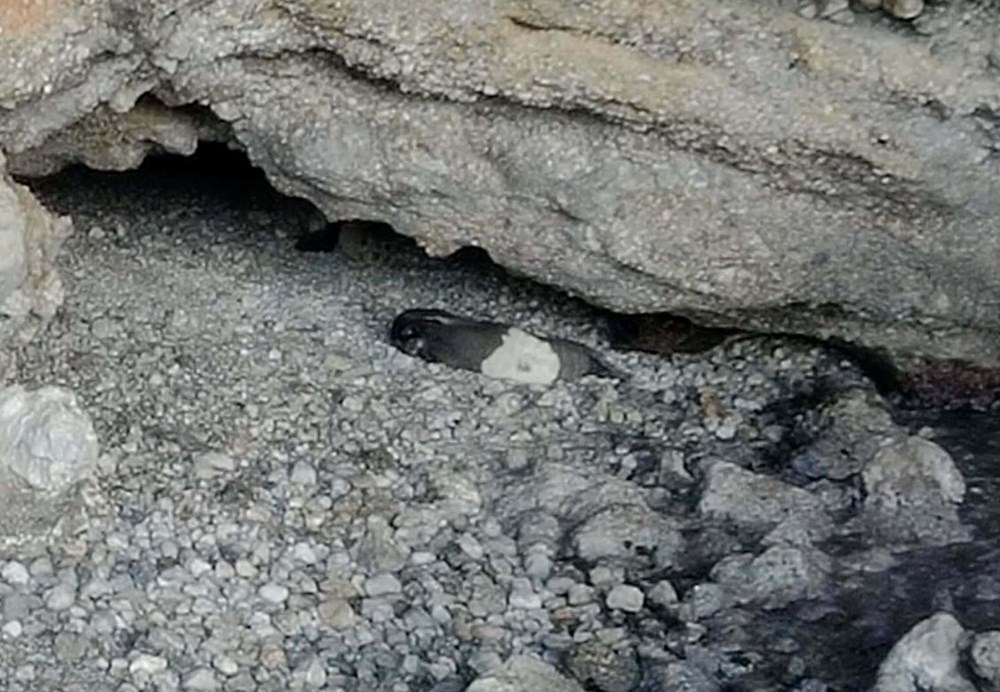 Hayalet Avı: Körfez'de Nesli Tehlikedeki Jenerasyon Fotokapana Yakalandı 75 Yil syv0rUmDJhsDzuvDaA