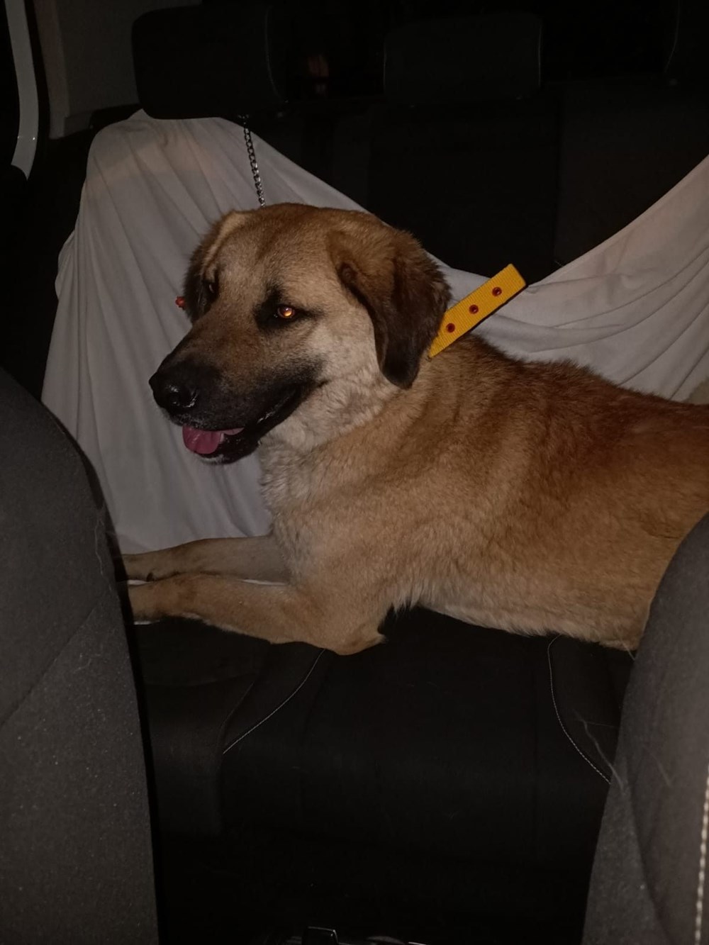 İzmir’i toplu ulaşımla gezen köpek Sam bulundu - 7