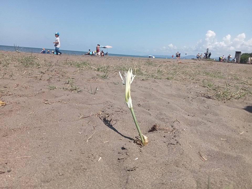Samsun'da koruma altındaki kum zambakları çiçek açtı - 1