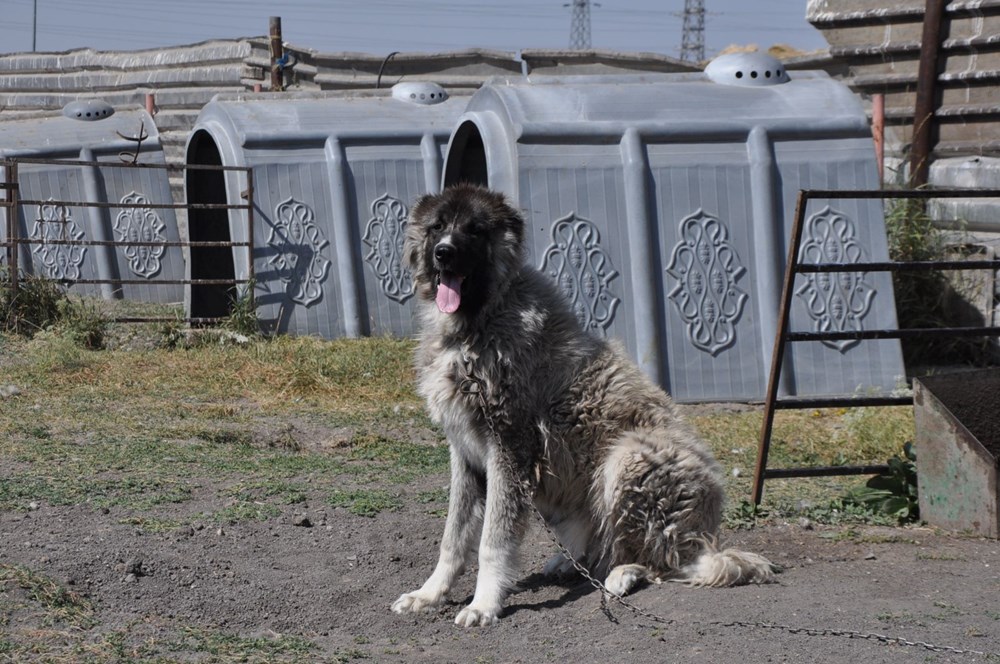 Coğrafi işaretli Kars çoban köpeğinin saflaştırılması için çalışma başlatıldı - 1