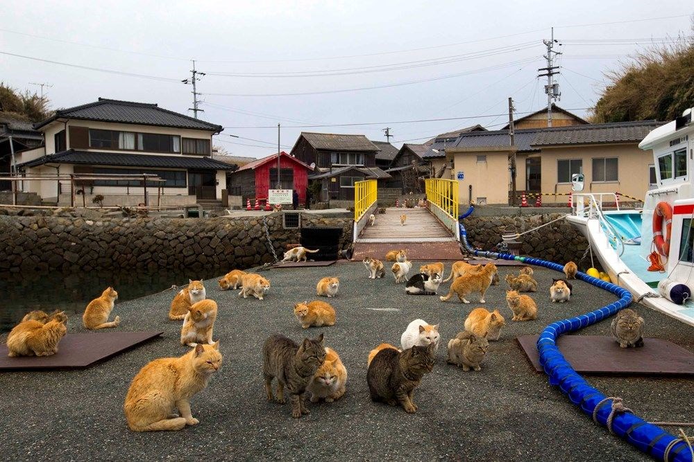 Japonya'daki kedi adası: Aoshima - 7