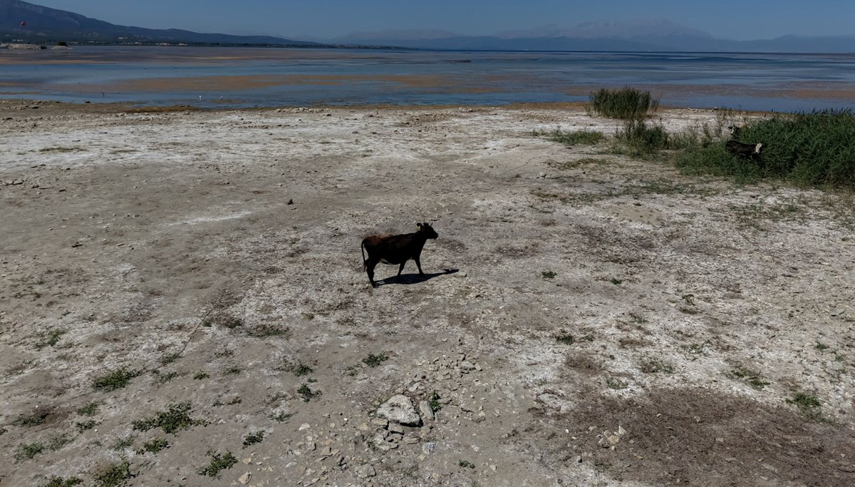 Türkiye'nin en büyük tatlı su gölü kurumak üzere: 