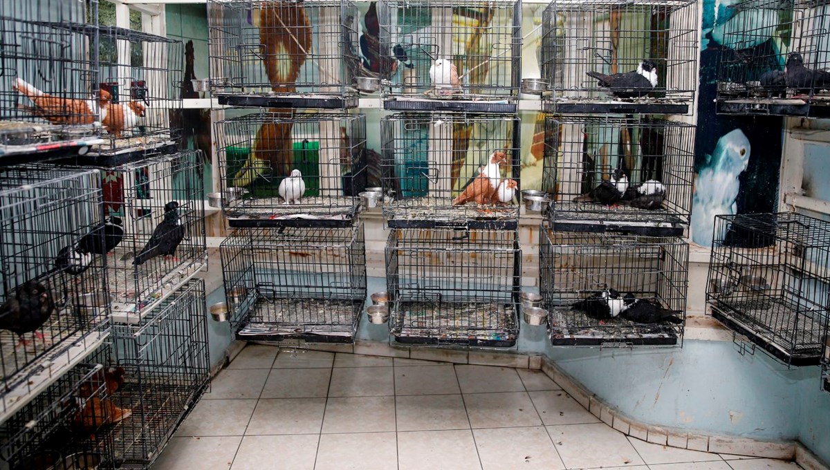 100 odalı güvercin oteli