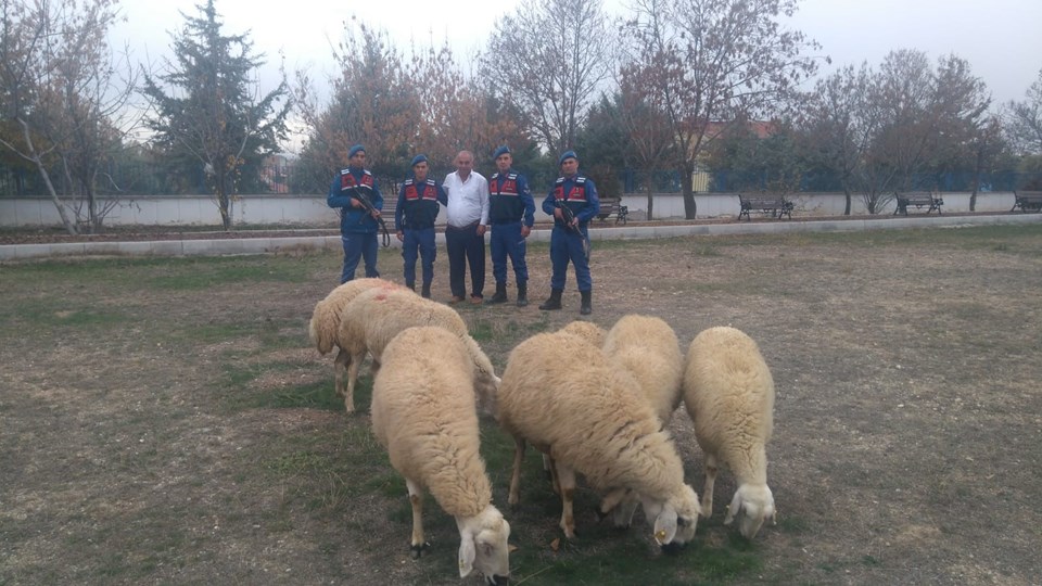 Çaldığı koyunları otomobille götürürken yakalandı - 1