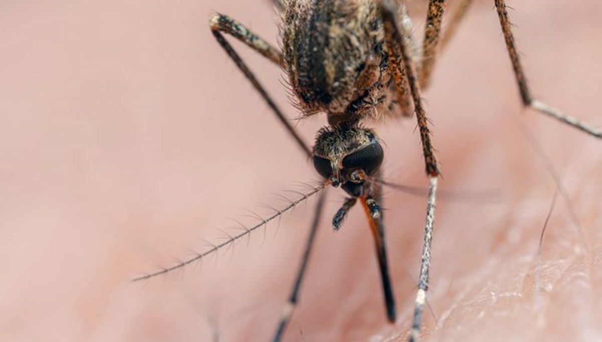 Sivrisineklerden bulaşıyor, ölenler var! Salgın uyarısı yapıldı, bu belirtilere dikkat