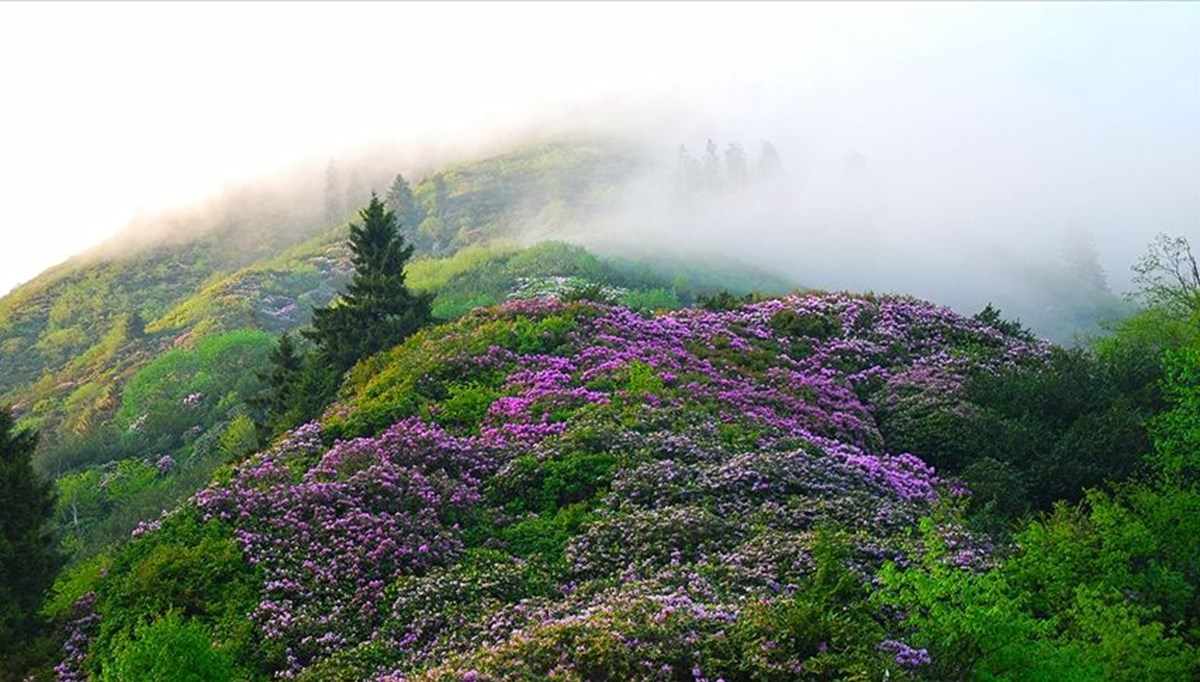 Türkiye'nin geleneksel habitat bilgisi kayıt altına alınıyor
