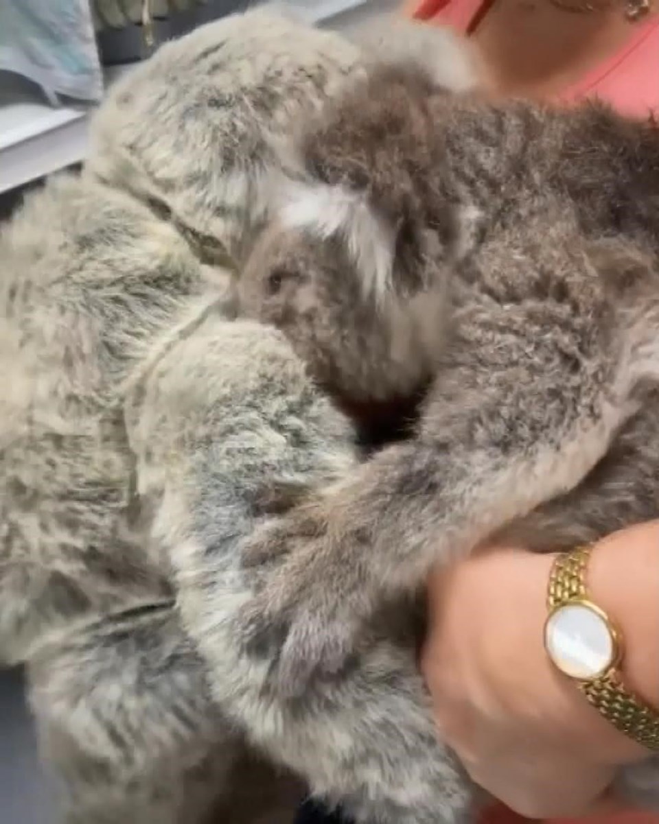 Öksüz koala, oyuncak ayıyı annesi zannetti - 1