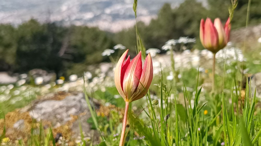 Senede bir kez açıp yalnızca 10 gün yaşıyor: Koparmanın cezası var 75