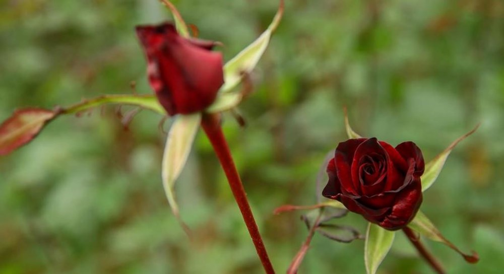 Hıdırellez gül ağacı ritüelinin detayları: Gül ağacı yoksa ne yapılır? 71 Yq6sIoflF06WVcvdzOmtbg